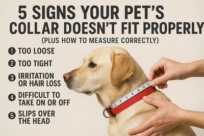 5 Signs Your Pet's Collar Doesn't Fit Properly (Plus How to Measure Correctly)